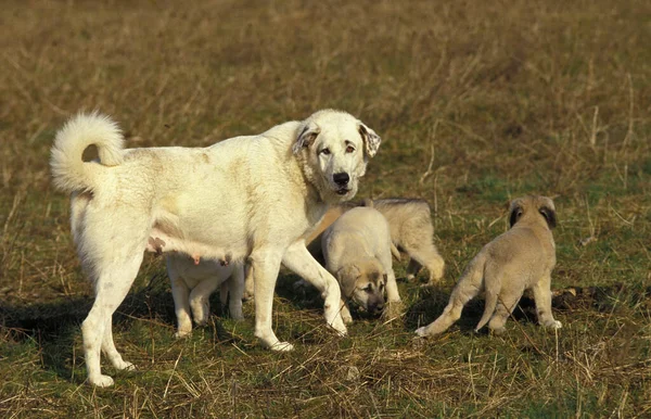 Cão Pastor Anatólico Coban Kopegi Mãe Com Filhotes Cachorro — Fotografia de Stock