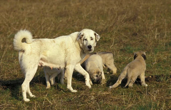 Berger Anatolien Chien Coban Kopegi Mère Avec Chiots — Photo