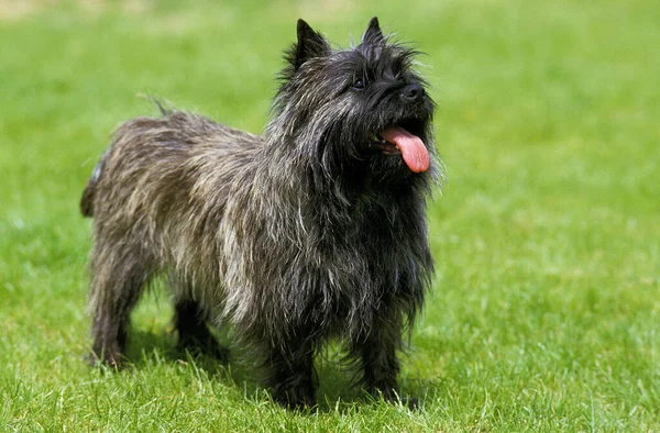 Cairn Terrier Köpeği Çimlerin üzerinde duruyor   