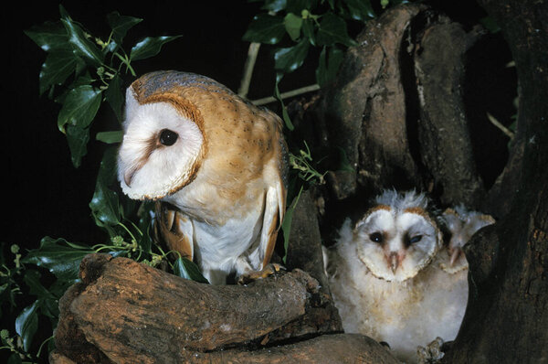 Амбар Филин, Тито Альба, Взрослый и Цыпленок
  