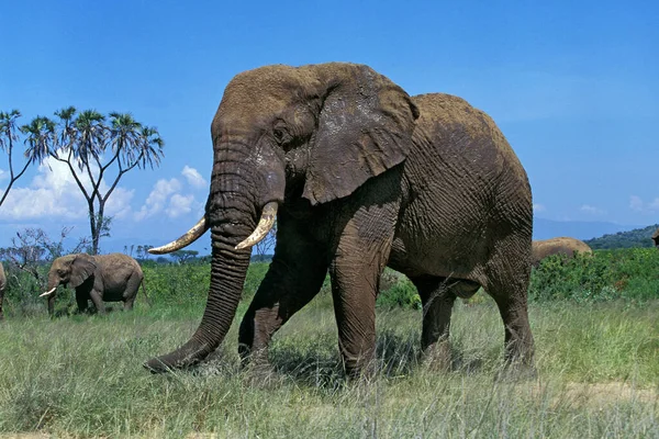 Αφρικανικός Ελέφαντας Loxodonta Africana Πάρκο Masai Mara Στην Κένυα — Φωτογραφία Αρχείου