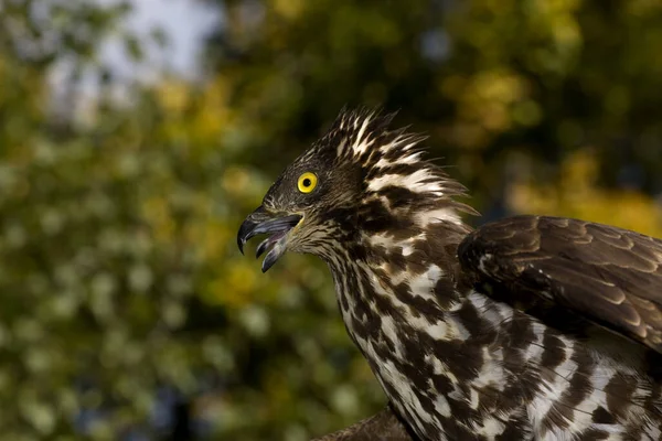 Honey Buzzard Pernis Apivorus Portret Pamięciowy Normandia — Zdjęcie stockowe