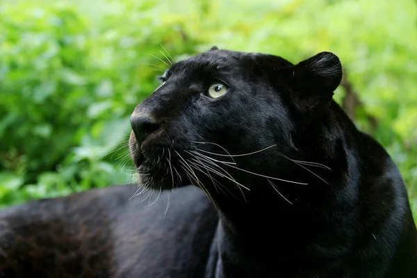 Black Panther Panthera Pardus Portrait Adult — стоковое фото