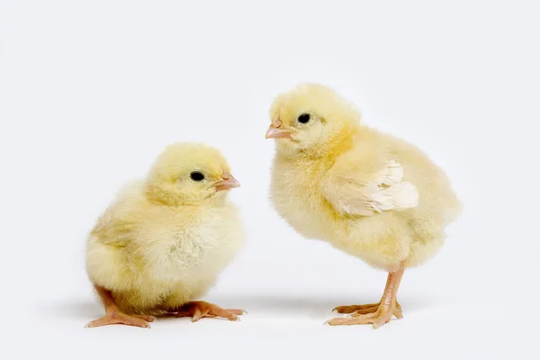 Chicks White Background — Stock Photo, Image