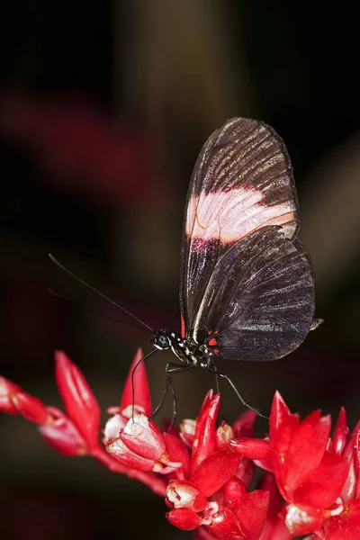 Pošťák Butterfly Heliconius Melpomen Dospělí Shromažďování Květu — Stock fotografie