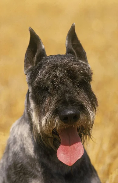 Jättestor Schnauzer Dog Porträtt Med Tungan Old Standard Breed Cut — Stockfoto