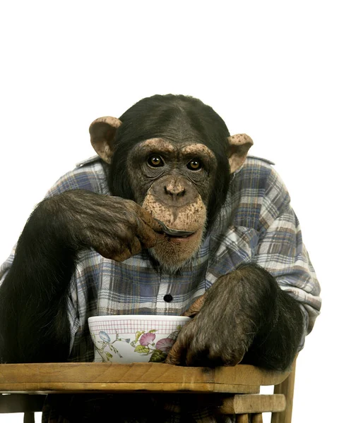 Chimpanzee, pan troglodytes eating Breakfast