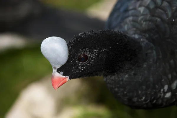 Helmeted Curassow Pauxi Pauxi Portrait Adult — Stock Photo, Image