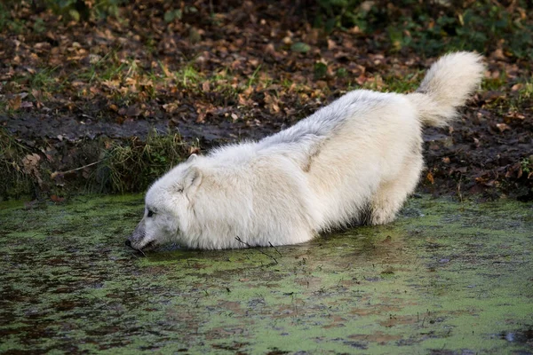Lupo Artico Canis Lupus Tundrarum Adulto Che Entra Nell Acqua — Foto Stock
