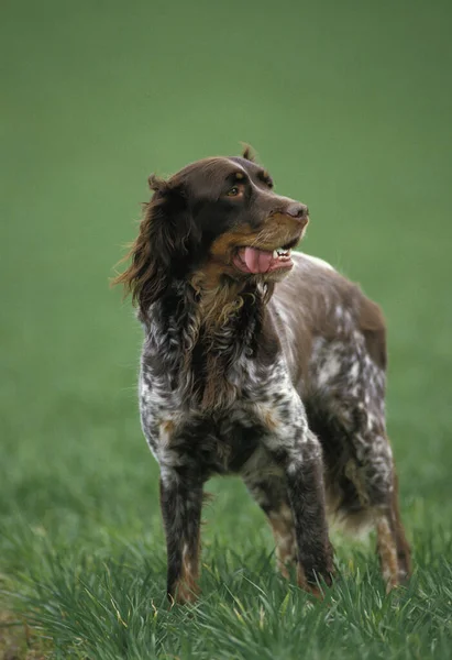 Picardy Spaniel Dog Přírodní Zázemí — Stock fotografie