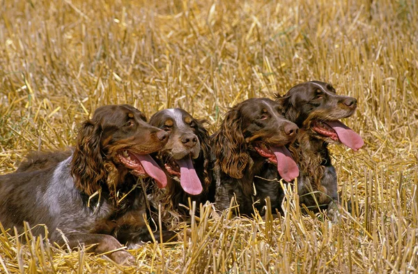 Picardy Spaniel Hunde Liegen Auf Weizenfeld — Stockfoto