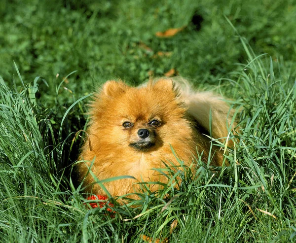 Miniatura Alemão Spitz Cão Que Coloca Grama — Fotografia de Stock