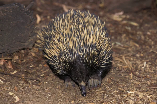 Short Beaked Echidna Tachyglossus Aculeatus Australië — Stockfoto