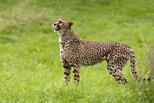 Gepard Aminonyx Jubatus Natürlicher Hintergrund — Stockfoto