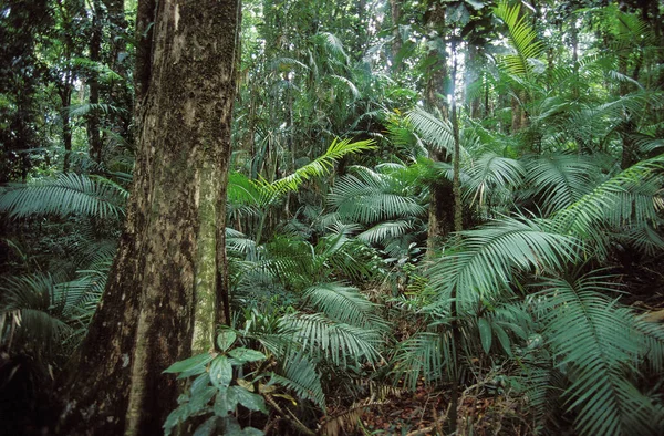 Tropical Forest Luxuriant Vegetation Australia — Stock Photo, Image