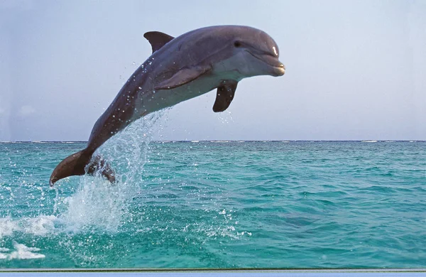 Bottlenose Dolphin Tursiops Truncatus Adult Leaping — стокове фото