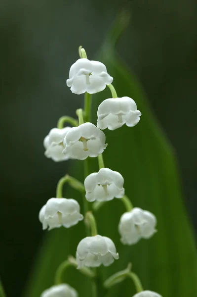 Lelie Van Vallei Convallaria Majalis — Stockfoto