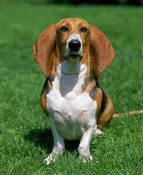 Artesiano Norman Basset Basset Artesiano Normando Sentado Grama — Fotografia de Stock