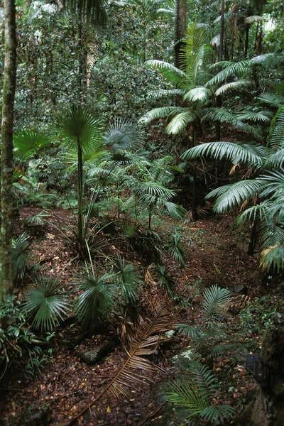 Тропический Лес Роскошной Растительностью Австралия — стоковое фото