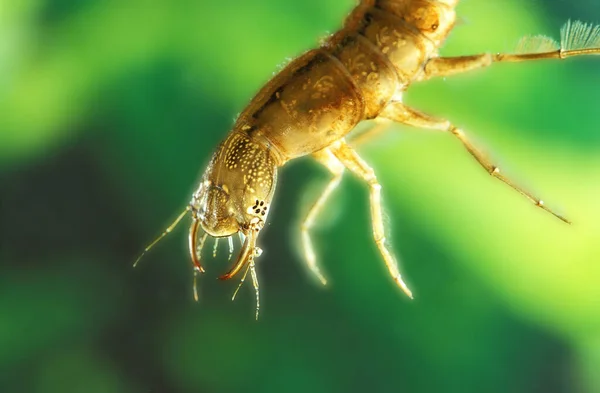 Great Diving Beetle Dytiscus Marginalis Larva Pond Normandy — Stock Photo, Image