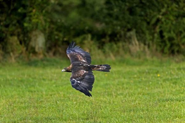 Golden Eagle Aquila Chrysaetos Uçuyor — Stok fotoğraf