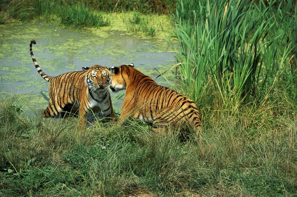 Бенгальский Тигр Panthera Tigris Tigris Взрослые Стоящие Воде — стоковое фото