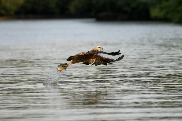 Halcón Cuello Negro Busarellus Nigricollis Vuelo Pesca Río Los Lianos — Foto de Stock