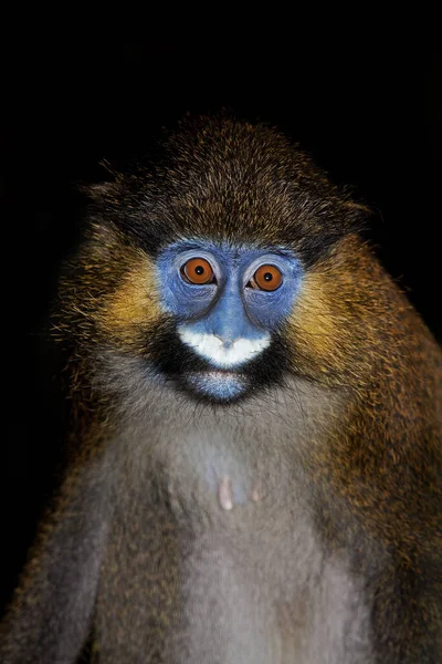 口ひげの猿または口ひげの猿 Cercopithecus Cephus 大人の肖像画 — ストック写真