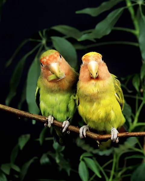 Rosy Faced Lovebird Agapornis Roseicollis Erwachsene Die Auf Ästen Stehen — Stockfoto