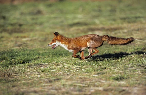 Renard Roux Vulpes Vulpes Courir Adulte — Photo