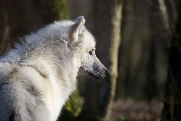 Lobo Ártico Canis Lupus Tundrarum — Fotografia de Stock