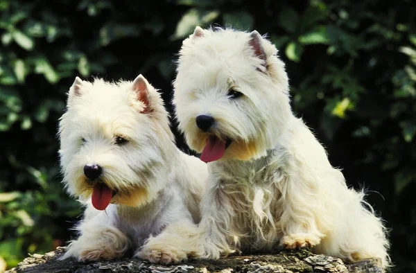 West Highland White Terrier Eller Westy — Stockfoto