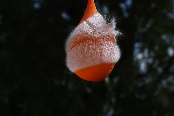 Balloon Orange Rempli Eau Rupture Tir — Photo