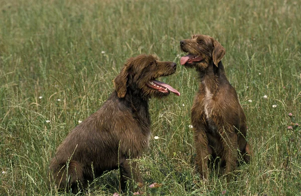 Pudel Pointer Dog Φυσικό Υπόβαθρο — Φωτογραφία Αρχείου