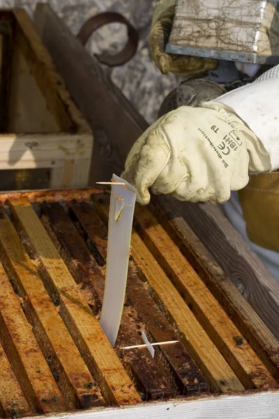 Honey Bee Apis Mellifera Homme Travaillant Sur Bee Hive Normandie — Photo