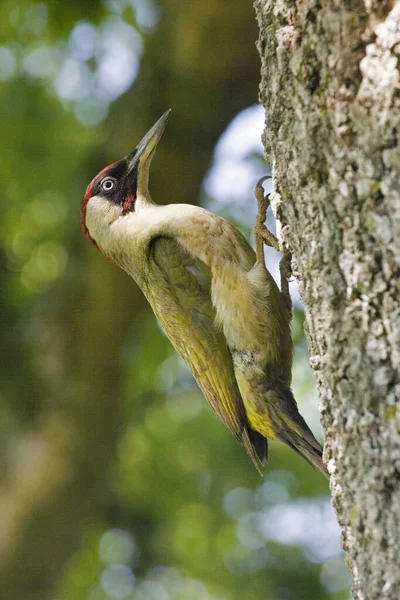 Green Woodpecker Picus Viridis Tree Trunk Normandy — Stock Photo, Image