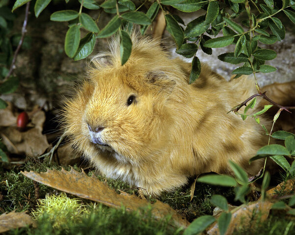 Guinea Pig, cavia porcellus  