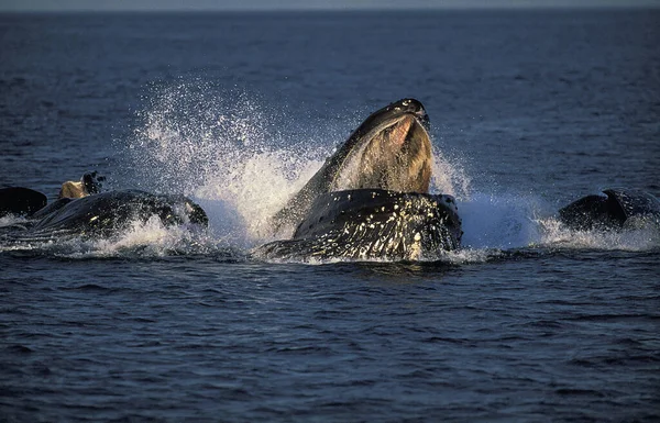 Humpack Whale Megaptera Novaeangliae Grupowe Karmienie Siecią Bubble Net Otwarte — Zdjęcie stockowe