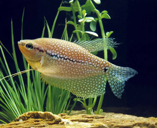 Pearl Gourami Trichogaster Leeri — стокове фото