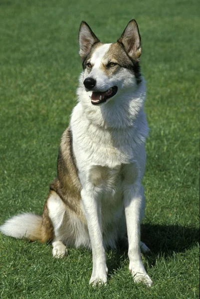 Siberian Laika Dog Uma Raça Rússia — Fotografia de Stock
