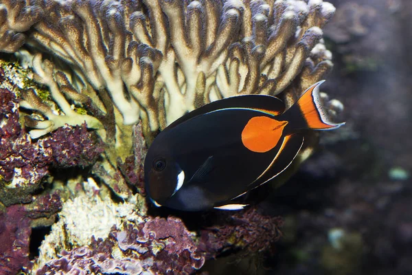 Vörös Farkú Sebészhal Vagy Achilles Tang Acanthurus Achilles — Stock Fotó