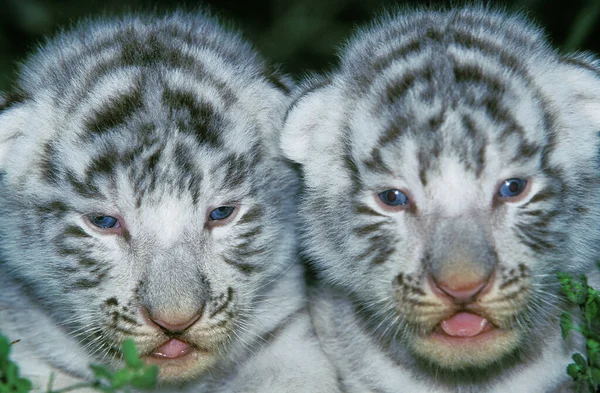 Fehér Tigris Panthera Tigris Cub Portréja — Stock Fotó