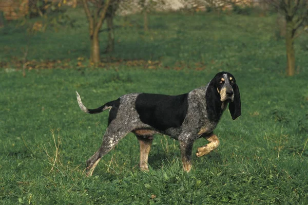 Kleiner Blauer Gascogonhund Rüde Steht Auf Gras — Stockfoto