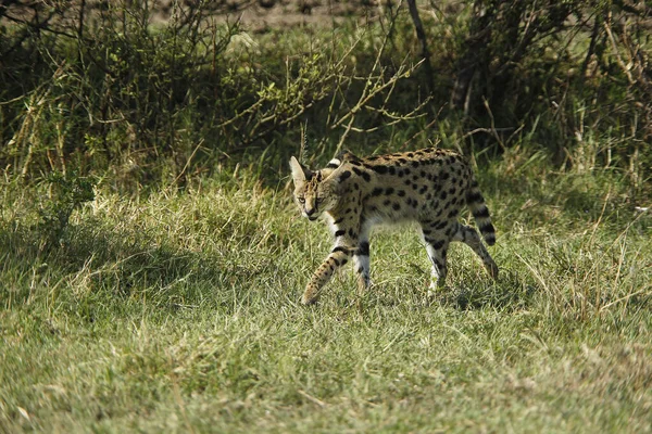 Serval Leptailurus Serval Vuxen Masai Mara Park Kenya — Stockfoto