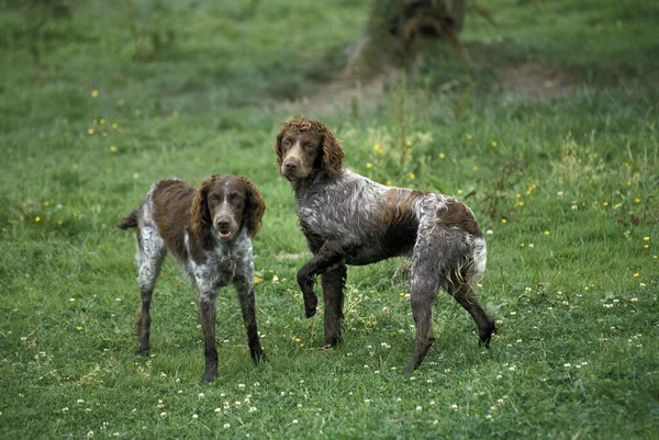 프랑스 Pont Audemer Spaniel Dog — 스톡 사진