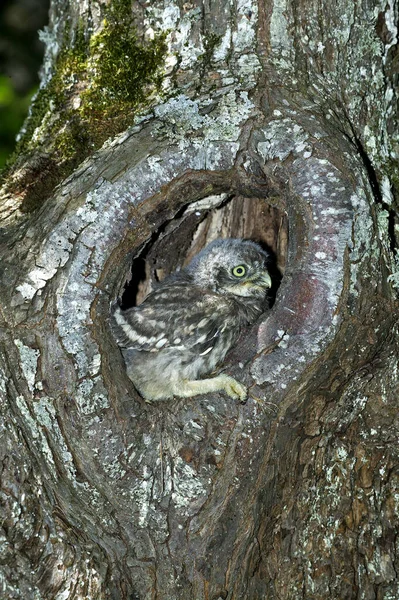 Little Owl Athene Noctua Young Standing Nest Entrance Normandy — Stock Photo, Image