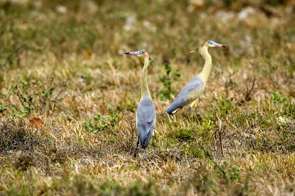 Whistling Heron Syrigma Sibilatrix Los Lianos Venezuela — 스톡 사진