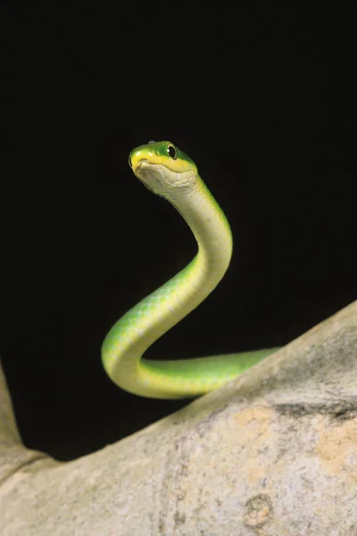 Serpiente Verde Opheodrys Major Contra Fondo Negro — Foto de Stock