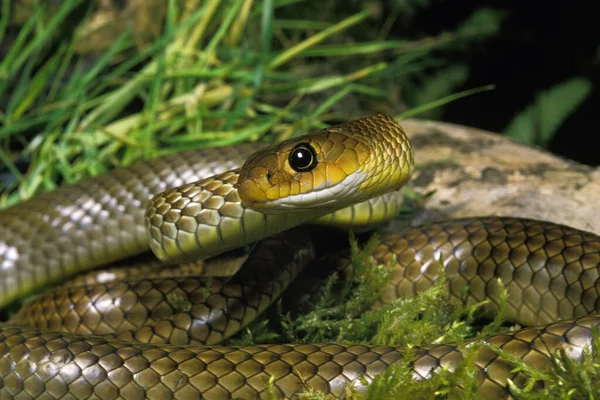 India Chinese Rat Snake Ptyas Korros — 스톡 사진