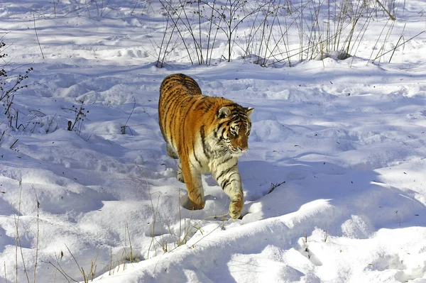 Tigre Siberiano Pantera Tigris Altaica Pie Sobre Nieve —  Fotos de Stock